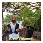 3 Yaş Aşılı Hass Avakado Fidanı, Torbada