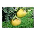 3 Yaş Aşılı Şadok (pomelo) Fidanı