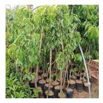 3 Yaş Aşılı Şeftali Fidanı Junegold ERKEN, Torbada