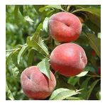 3 Yaş Aşılı Şeftali Fidanı RUBY RİCH, Torbada