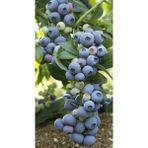 3 Yaş Bluecrop Yaban Mersini Fidanı