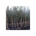 3 Yaş Bol Meyveli Tüplü Arbequina Bodur Ispanyol Zeytin Fidanı 150-180 cm