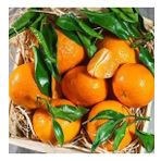 3 Yaş Klemantin Kokulu Çekirdeksiz Mandalina Fidanı, Torbada