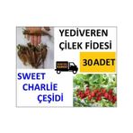 30 Adet Çilek Fidesi Yediveren Swett Çarli 12 Ay Dikim