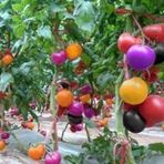 30 Adet Tohum Nadir Bulunan Gökkuşağı Rengarenk Domates Tohumu