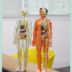 30 Parça Insan Anatomisi Model Seti Çıkarılabilir Iskelet ve Tam Gövde Eğitici Stem Kiti
