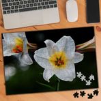 3491819 Beyaz Sarı Orkide Çiçek Türü 240 Parça Puzzle Yapboz