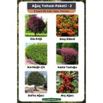 3A Botanik Ağaç Tohum Paketi-2, (Süs Eriği, Ateş Dikeni, Kurtbağrı, Kadın Tuzluğu, Defne, Alıç) Ağaç Tohumları