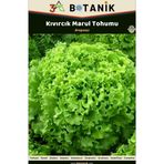 3A Botanik Kıvırcık Arapsaçı Marul Tohumu, Yerli ve Sürdürülebilir Tohum, 5 Gram Kıvırcık Tohumu