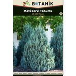 3A Botanik Mavi Servi Tohumu, 20 Adet Tohum, Cupressus Arizonica