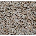 3KG SADE KANARYA YEMİ SÜPER KALİTE