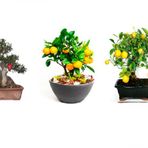 3'lü Bonsai Ağacı Ekim Kayısı Portakal Nar Bonzai Ağacı Tohumu Kombin