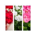 3'lü Karışık Renk Sardunya Çiçeği 20-30 Cm Saksılı Çiçekli Bodur Bitkiler Pelargonium