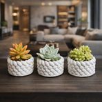 3’lü Mini Saksı Seti 5 cm – El Yapımı Dekoratif Beton Saksı | Küçük Sukulent Saksısı, Masa & Raf Dekoru, Modern Minimal Tasarım (Bitki Dahil Değildir)