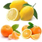 3'lü Narenciye Fidanı Paketi Limon Portakal Mandalin