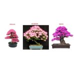 3lü Set Bonsai Ağacı Tohumu Bonzai Erguvan Gülibrişim Mersin