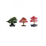 3lü Set Bonzai Ağacı Tohumu Bonsai Acer Rubrum Çınar Selvi Ekim