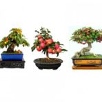 3lü Set Bonzai Ağacı Tohumu Bonsai Elma Alıç Şeftali Ekim Seti