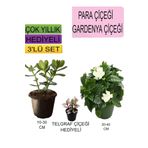 3'lü Set Para Çiçeği+Gardenya Çiçeği+Hediyelik Telgraf Çiçeği, BTSNU22042481