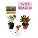3'lü Set Para Çiçeği+Kırmızı Milli Dikenler Tacı+Hediyelik Kırmızı Gül Fidanı