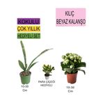 3'lü Set Tek Dikim Kılıç+ Beyaz Kalanşo+ Hediyelik Para Çiçeği