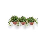 3'lü Tesbih Çiçeği [İnci Tanesi] Senecio Rowleyanus, BTSTS100
