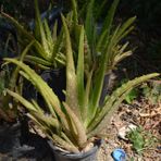4 ADET ALOE VERA BİTKİSİ 20-30 CM