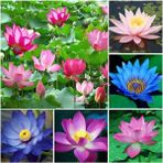 4 Adet Karışık Renklerde Lotus (Nilüfer) Çiçeği Tohumu