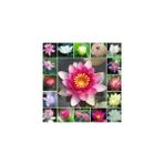 4 Farklı Renk Lotus Çiçeği Tohumu Lotus Tohumu + Beyaz + Kırmızı + Sarı +Pembe