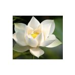4 Renk Karışık Lotus Çiçeği Tohumu Tropikal Çiçek Tohumları 2 Adet Tohum