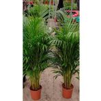 4 yaş Areca Palmiyesi-Dypsis Lutescens 160-180 cm