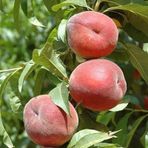 4 Yaş Aşılı Şeftali Fidanı Ruby Rich, Saksıda