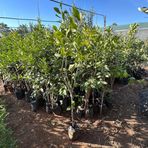 4 Yaş Aşılı Ve Tüplü Yediveren Limon Fidanı (140 Cm Üzeri)