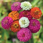 40+ Zinnia Dahlia Çiçek Tohumu- Dev Çiçekli
