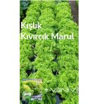 4000 Adet Kışlık Kıvırcık Marul Tohumu- 2 Paket
