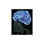40x50 cm Renkli Cennet Çiçeği Sayılarla Boyama Seti Rulo Duvar Sticker