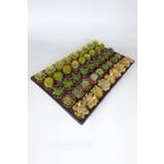 45 Adet Özel Tür Kaktüs 9 arlı Set #1 TOPTAN 5.5 cm Saksıda
