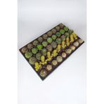 45 Adet Özel Tür Kaktüs 9 arlı Set #2 TOPTAN 5.5 cm Saksıda