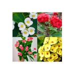4'lü Karışık Renk Dikenler Tacı Çiçeği 10-15 Cm Tüplü Çiçekli Bodur Bitki Euphorbia Milii