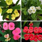 4'lü Kırmızı/pembe/beyaz/sarı Dikenler Tacı Çiçeği 5-15 Cm Saksılı Çiçekli Milli Euphorbia