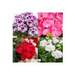 4'lü Set Karışık Renk Sardunya Çiçeği 20-30 Cm Saksılı Çiçekli Bodur Bitkiler Geranium
