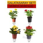 4'lü Takımseti Sarı- Kırmızı Gül+ Sarı-Kırmızı Kalanşo Çiçeği, BTSNU08042422