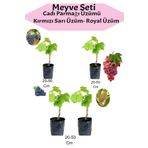 4'lü Üzüm Seti Cadı Parmağı Kırmızı Sarı Royal Üzüm Fidanı