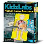 4M 3373 İnsan Gövde Anatomisi