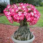 5.5 Luk Saksıda Adenium Çöl Gülü Çiçeği Fidanı