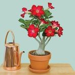 5.5 Luk Saksıda Kırmızı Adenium Çöl Gülü Çiçeği Fidanı