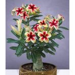 5.5 Luk Saksıda Sarı Kırmızı Adenium Çöl Gülü Çiçeği Fidanı 1