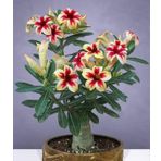5.5 Luk Saksıda Sarı Kırmızı Adenium Çöl Gülü Çiçeği Fidanı