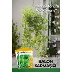 5 Adet Balon Sarmaşığı Çiçek Tohumu
