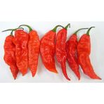 5 Adet Bhut Jolokia Çok Acı Biber Tohumu- Dünyanın En Acı Biberi